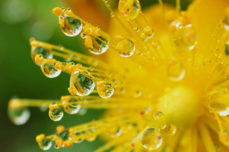 leaf, photography, green Color, raindrop, flower, freshness, focus, drops, summer, 480P, shallow focus, water, nature, fantasy, macro, dew, plant, shallow