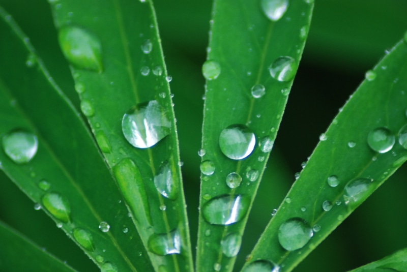 green Color, droplets, water, wet, abstract, environment, 4K, dew, leaves, raindrop, summer, green, leaf, rain, water droplets, green leaves, natuur, macro