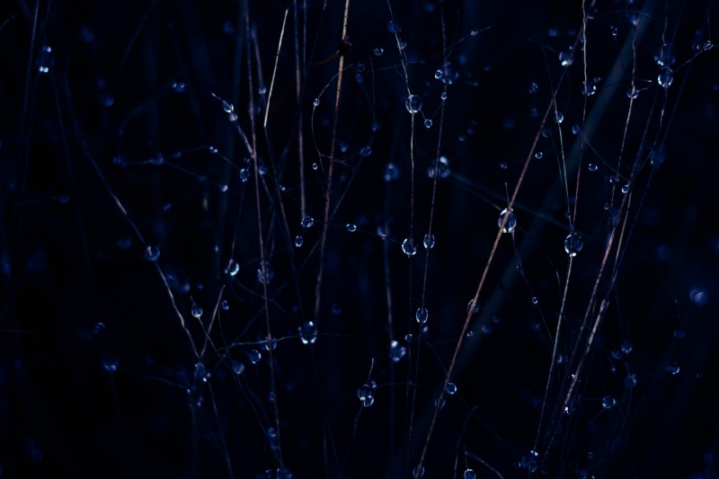 water drop, night, amoled, tree, raindrop, drops, selective focus, waterdrop, vulnerability, winter, dark, wet, droplets, tranquility, outdoors