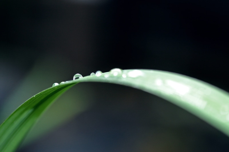 drops, droplets, beauty in nature, blade of grass, selective focus, blur, dew, garden, raindrops, 4K, no people, plant, green color, outdoors, green, light