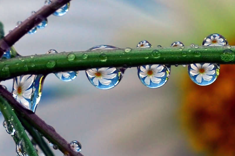 water, close-up, flower, refraction, waterdrop, dew, rain, liquid, wet, daisy, plant, drop, covered, white, macro, nature, petals, ish, white daisy, Flickr
