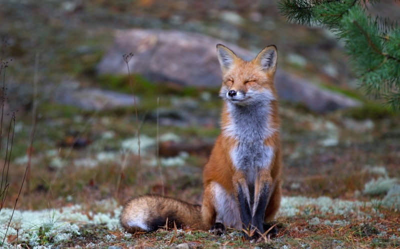 algonguin park, red fox, red, park, zen, wildlife, contemplating, fox, forest, Nature, 1080P, algonguin