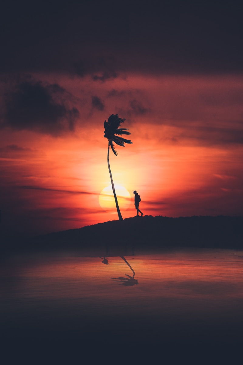 silhouette, palm, solitude, sunset, 5K, loneliness, night