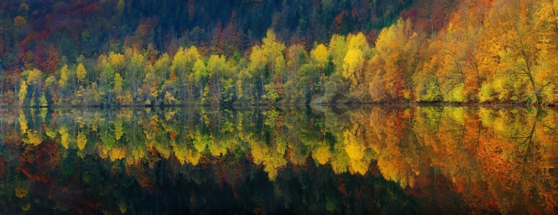 yellow, tranquil scene, growth, panoramas, autumn, land, lake, pine, beauty in nature, calm, scenics - nature, autumn collection, reflection lake, mountains
