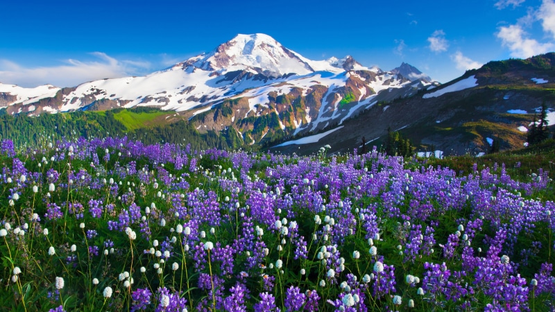 cold temperature, cloud - sky, plant, mountain peak, sky, winter, snow, growth, nature, beauty in nature, purple, no people, flowering plant, tranquil scene