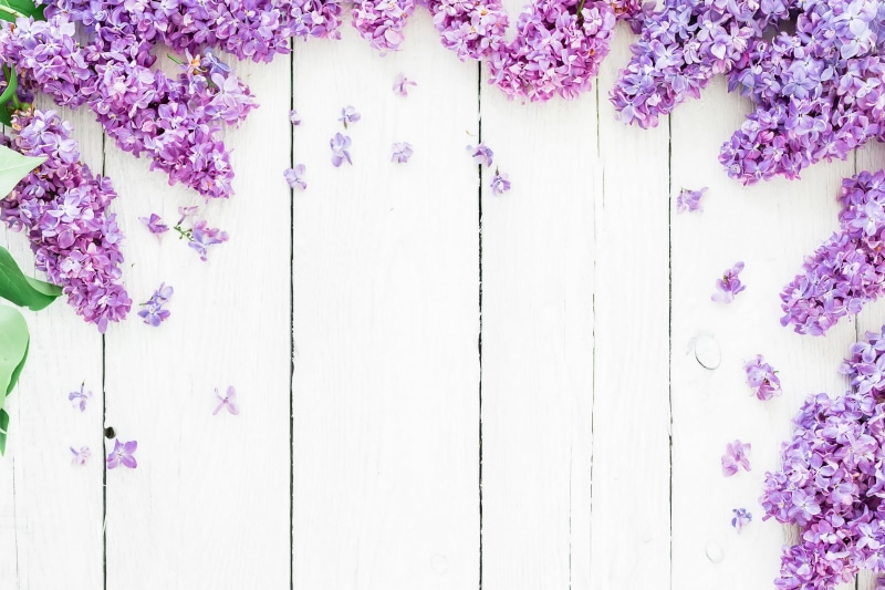 wall - building feature, petaled, blossom, white, day, blue, bouquet, flower, inflorescence, growth, lilac, pink Color, vulnerability, 2K, springtime