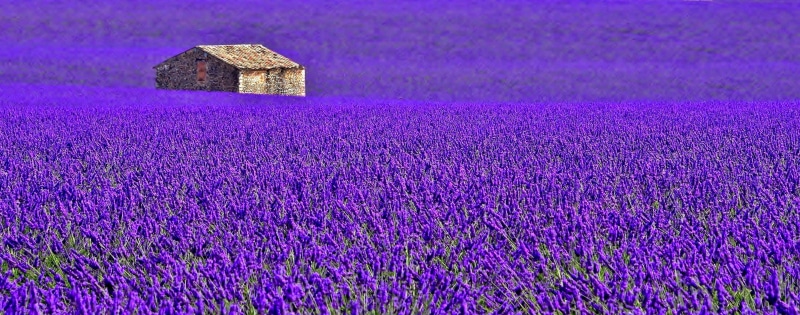grass, landscaped, lavender Coloured, multi Colored, growth, non-Urban Scene, crop, nature, plant, summer, day, season, rural Scene, flower Head, environment