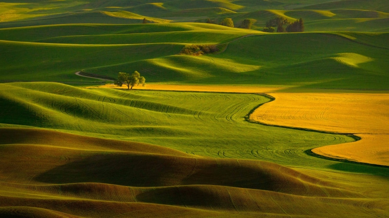 field, green, hill, agriculture, landscaped, wheat, Tennessee, landscape, Palouse, landscape photography, Tree, Valley, outdoors, 2K, scenics, non-Urban Scene
