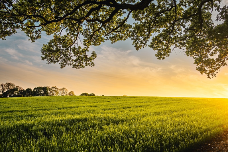scenics, agriculture, meadow, landscaped, blue, rural Scene, photography, yellow, horizon Over Land, season, plant, cloud - Sky, grass, no People, scenics - nature