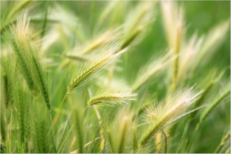 Simple, field, grass, wheat field, close-up, growth, 2K, natura, yellow ...