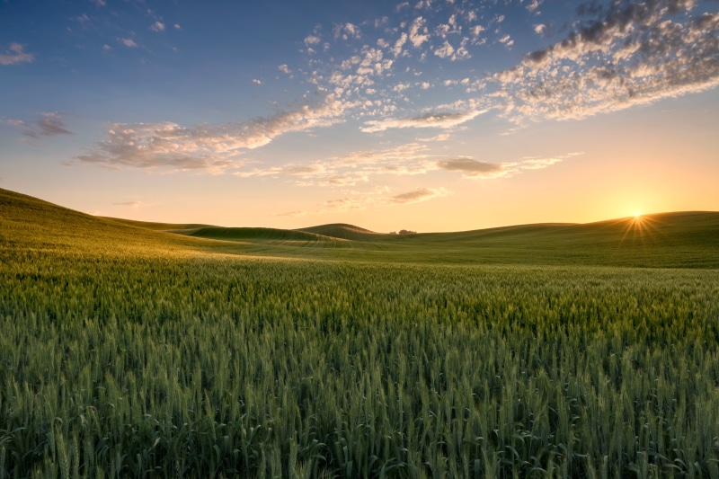 landscape photography, plant, Eastern Washington, wide open spaces, sunlight, sun, summer, photography, nature, field, grass, farm, yellow, landscaped