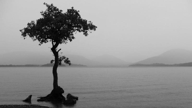 1080P, lake, scenics - nature, sea, nature, outdoors, mountain, non-urban scene, tree, beauty in nature, single tree, alone, tranquil scene, plant, bandw