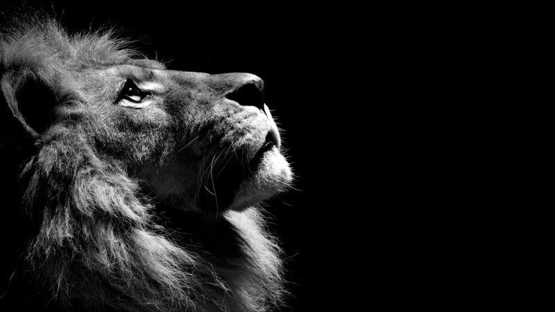 lion, bandw, 4K, black and white