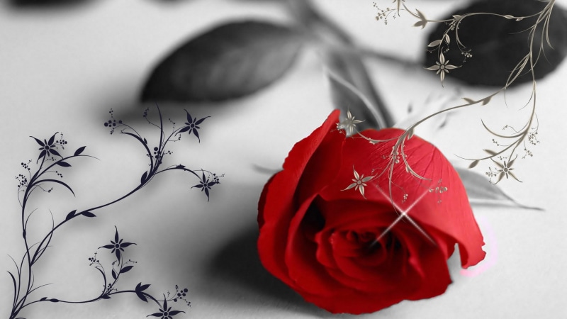 red rose, art, valentines day, moments, bandw, rose, flower, 4K