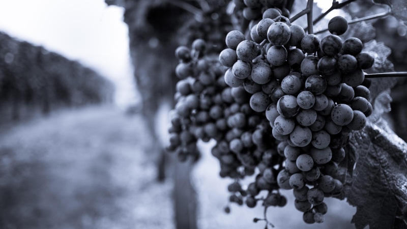 focus, grapevine, fruit, 4K, bandw, blur, grapes, vine