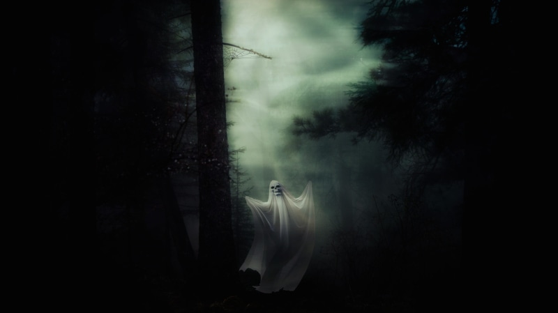 night, horror, nature, adult, gray, ghostly, darkness, plant, scary, forest, spooky, time, one person, silhouette, weird, tree, surreal, fantasy, dark