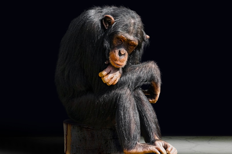 chair, animal, old, one animal, animals in captivity, evolution, boredom, portrait, wait, think, indoors, studio shot, sad, thinking, tired, sit, vertebrate