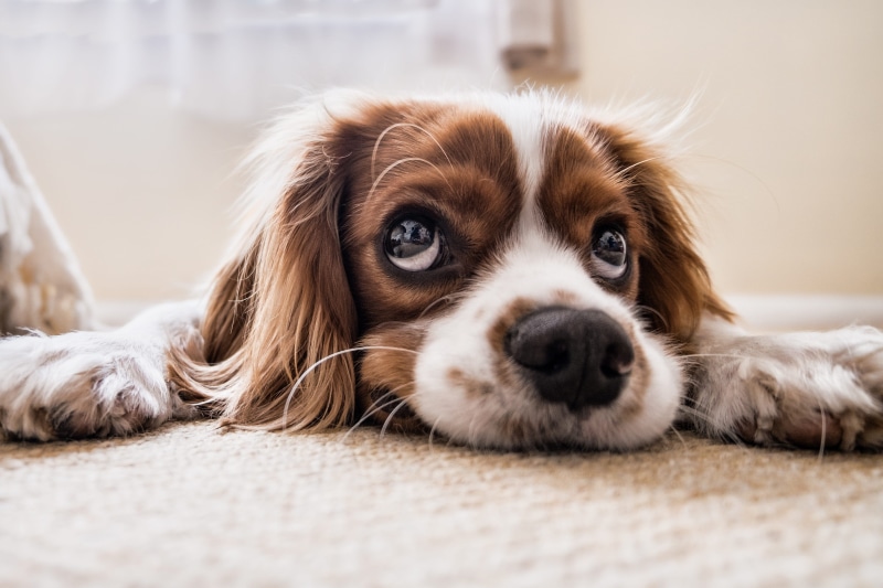 selective focus, look, small, red, animal themes, 4K, domestic, sadness, puppy, indoors, looking at camera, lying down, home, one animal, relaxation, charles