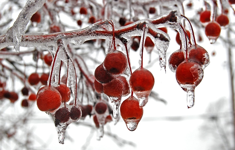 christmas, selective, cold - Temperature, focus, berries, 2K, red, Icey, winter, snow, ice, selective focus, frost, photography, branch, cherries, frozen
