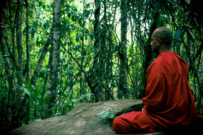 forest, spirituality, meditating, bhikkhu, meditation, plant, nature, solitude, green color, land, real people, only women, mahamevnawa, red, people, men