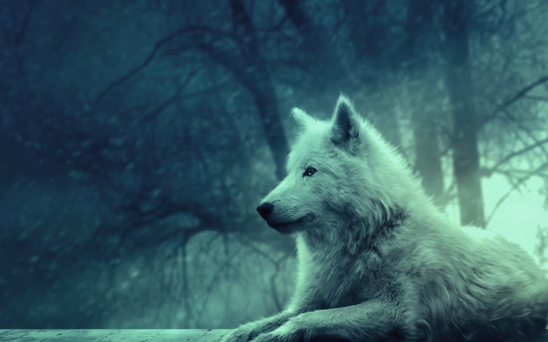tree, cute, young Animal, 1080P, animal Eye, light, canine, nature, outdoors, sled Dog, peace, focus on foreground, domestic, day, looking, pets, portrait