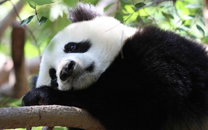 one animal, animal wildlife, animal themes, bamboo - plant, plant, vertebrate, animal, focus on foreground, outdoors, looking away, no people, mammal, panda
