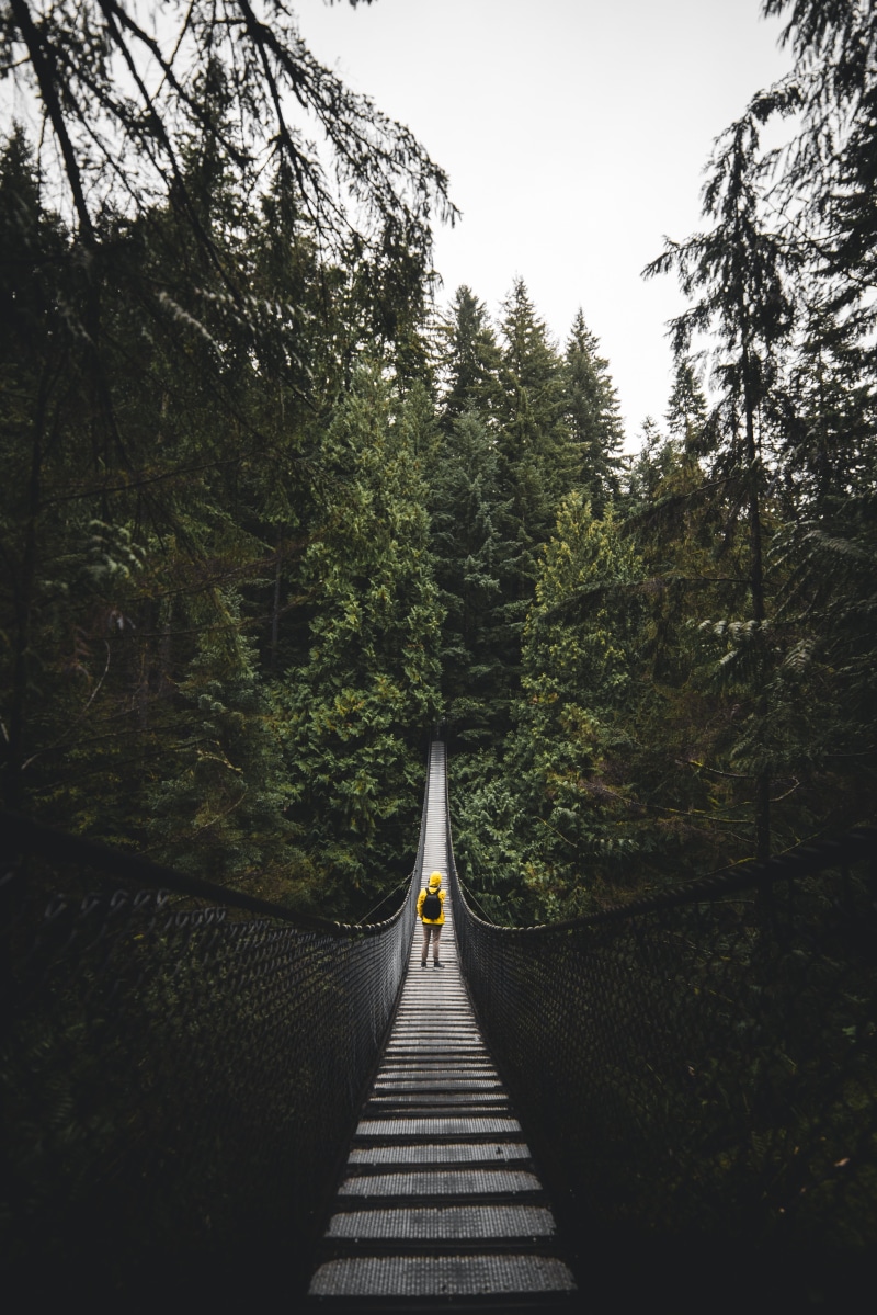 brown, day, bridge - man made structure, forest, man, nature, the way forward, footbridge, pine tree, diminishing perspective, transportation, coniferous tree