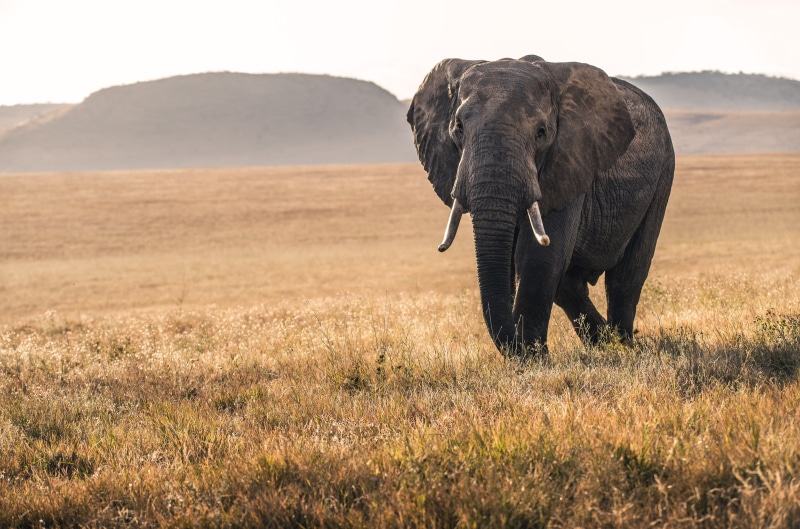 walking, lonely, nature, outdoors, african Elephant, solitude, wildlife, safari photo, animals In The Wild, herbivorous, serengeti National Park, wild animal