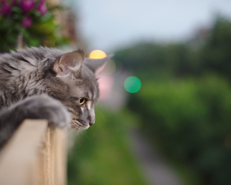 outdoors, young Animal, cool, glance, children, mammal, solitude, small, coat, bokeh, on rails, pretty, cute, thoughtful, longing, tabby, domestic Cat