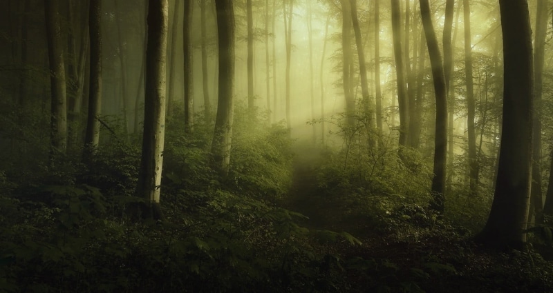 tree trunk, black, trees, curtain, environment, tranquility, trunk, tranquil scene, brown, land, fog, atmospheric, green, tree, 720P, streaming, window