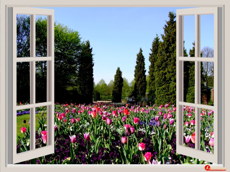 tulip field, vulnerability, outlook, wooden, red, no People, south park, colorful, 4K, residential Building, tulip bed, germany, clear sky, window, tree