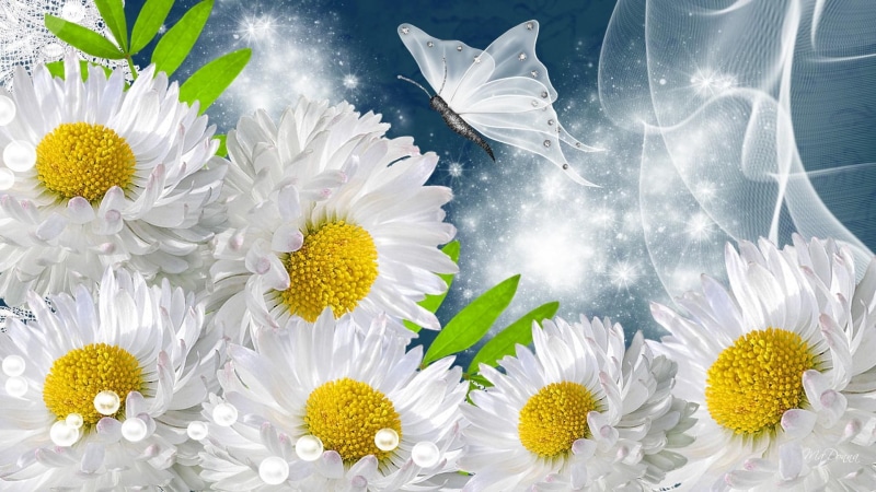 summer, shasta, sparkle, daisies, flowers, silk, stars, silk butterfly, 1080P, chamomile, common, spring, shine, gerbera, white, flower