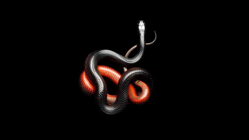 love, positive emotion, studio shot, snakes, spiral, technology, copy space, animals, 1080P, equipment, red, no people, mamba, still life, snake, black color