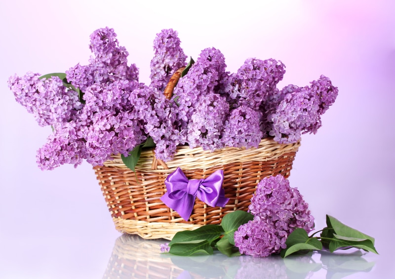 leaves, no People, 4K, flower arrangement, bow, close-up, lilac, season, nature, petaled, spring, indoors, summer, purple, colored background, decoration