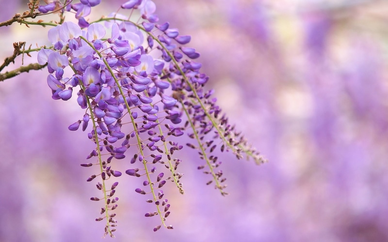 Background, Wisteria, Branch, Blur, Purple, Flowers, 1080P