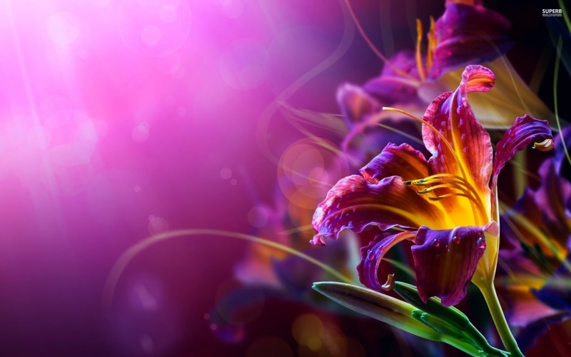 selective focus, pattern, abstract, space, selective, water, flowering plant, flower Head, beauty In Nature, backgrounds, red, pollen, defocused, decoration