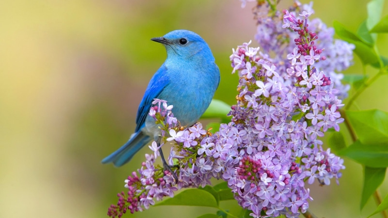 1080P, spring, flowers, Bird, lilac, parakeet, blue