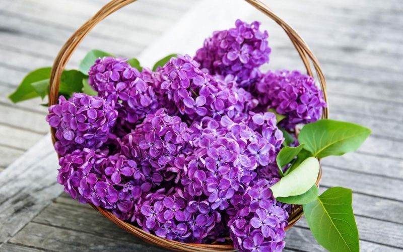 720P, flowers, purple, spring, lilac
