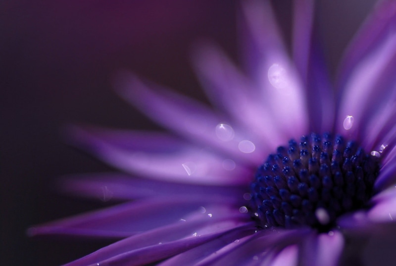 flower, purple flowers, flowers, drop, growth, photography, inflorescence, no people, magenta, purple, selective focus, beauty in nature, fragility, soft focus