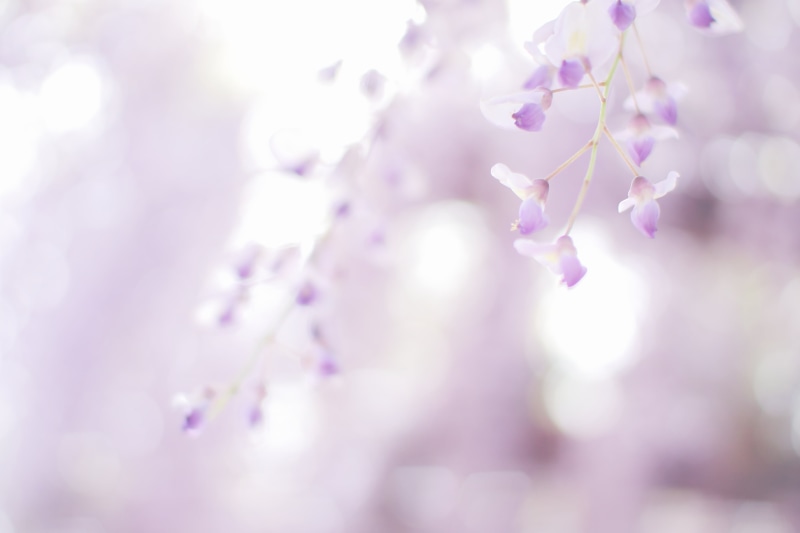 branch, selective, defocused, photography, springtime, Bokeh, 藤, selective focus, flower, Untitled, petaled, purple, 1100D, plant, flowers, Wisteria, nature