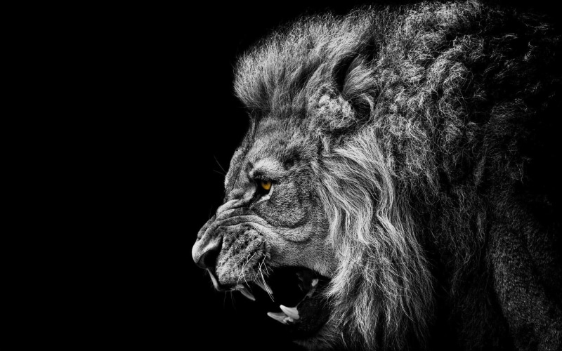 anime, 1080P, black, black background, white, Selective Coloring, lion, monochrome