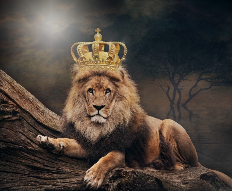 animal world, mammal, wood - material, animals in the wild, crown, animal wildlife, relaxation, lion - feline, dangerous, feline, 2K, sitting, no people