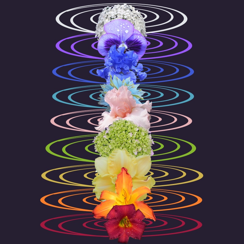 nature, close-up, black background, rainbow, blue, new age, crown, art and craft, purple, meditation, beauty in nature, symbol, flower, yoga, 5K, colors