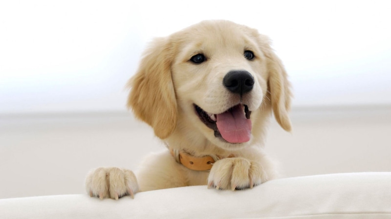 vertebrate, sitting, indoors, canine, beige, dog, one animal, animal mouth, animal, mammal, facial expression, mouth, domestic, mouth open, 1080P, golden retrievers