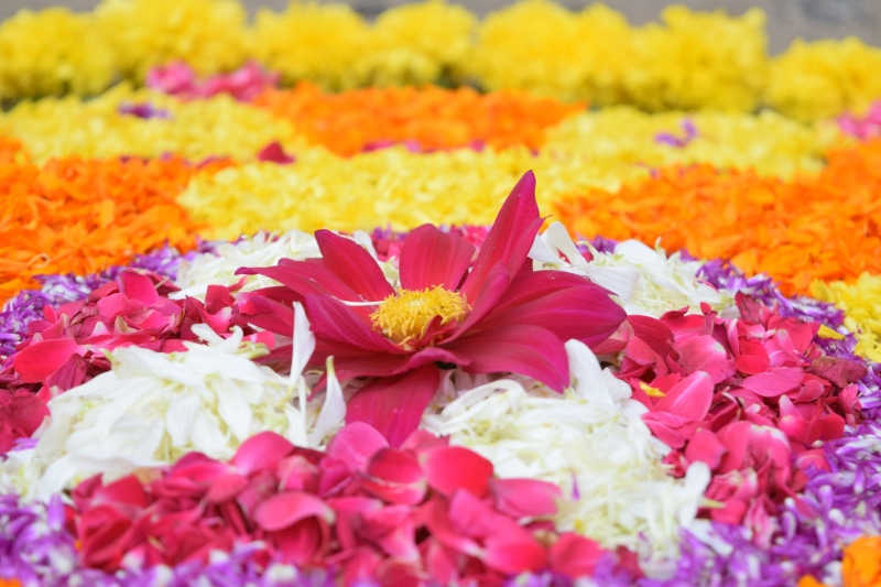 nature, freshness, vulnerability, no people, plant, inflorescence, malayalam, yellow, hindu, flower head, 5K, pink color, floral garland, full frame, malayali
