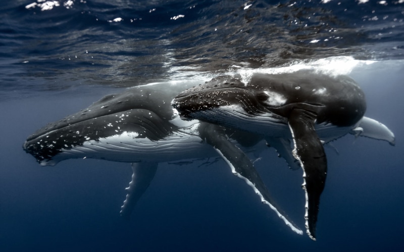 vertebrate, mammal, one animal, animal wildlife, animals in the wild, animal, sea, nature, blue, outdoors, 2K, undersea, aquatic mammal, animal themes