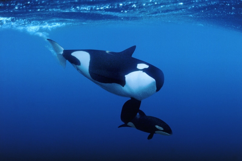 720P, orcas, ocean, killer Whales, whale, water