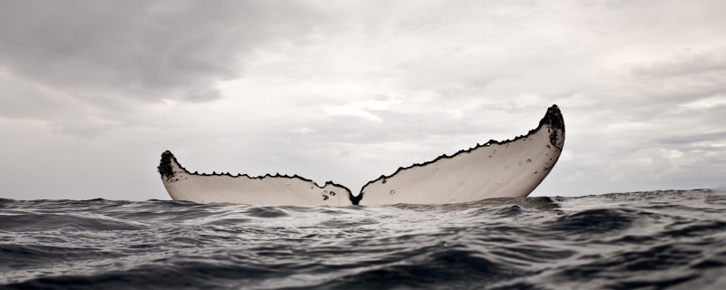 whale, no people, aquatic mammal, animal, sea life, underwater, marine, animal themes, cloud - sky, sky, outdoors, animal body part, sea, humpback whale