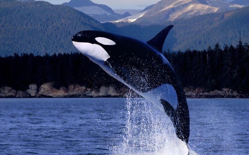 killer, animals, wildlife, 1080P, nature, black, killer whale, white, whale, orca, predator