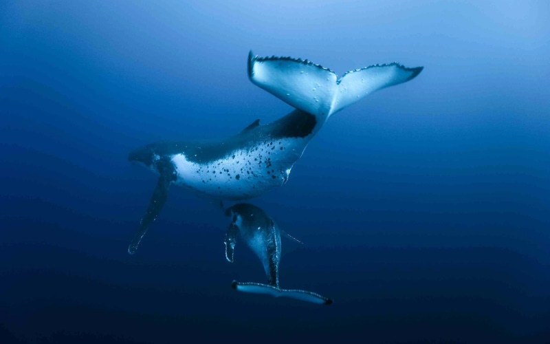 blue, animal, mammal, nature, whales, sea life, underwater, humpback whale, whale, water, 2K, animal wildlife, no people, vertebrate, sea, animal themes